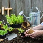 Gröna fingrar på nolltid: En nybörjarguide till trädgårdsarbete för oerfarna trädgårdsmästare
